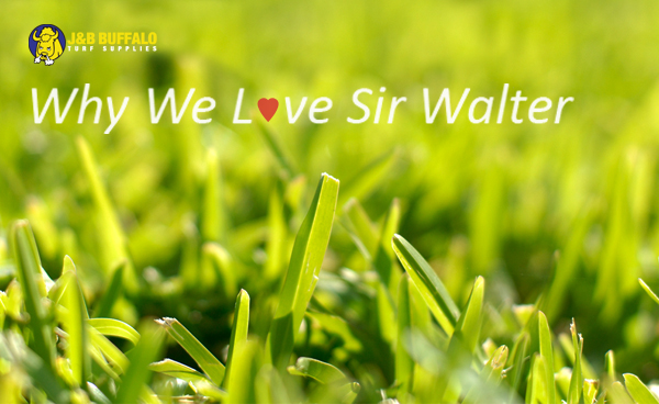 Why Australians Love Sir Walter