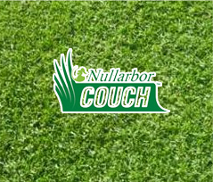 nullarbor-couch-turf-supplies-sydney