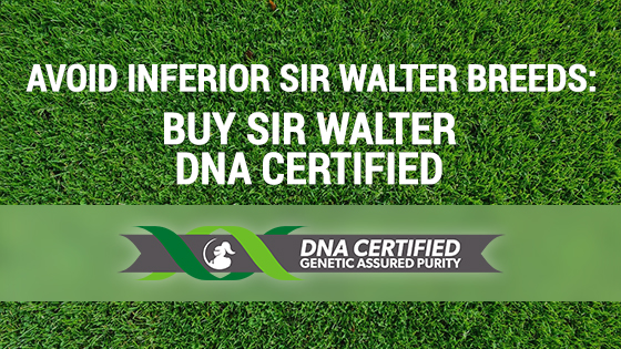 look for sir walter dna certified grass