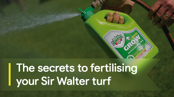 Fertilising Sir Walter Turf