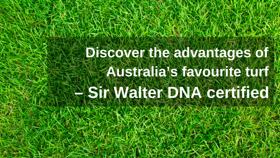Discover the advantages of Australia's favourite turf