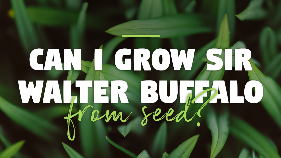Can I grow Sir Walter Buffalo from seed