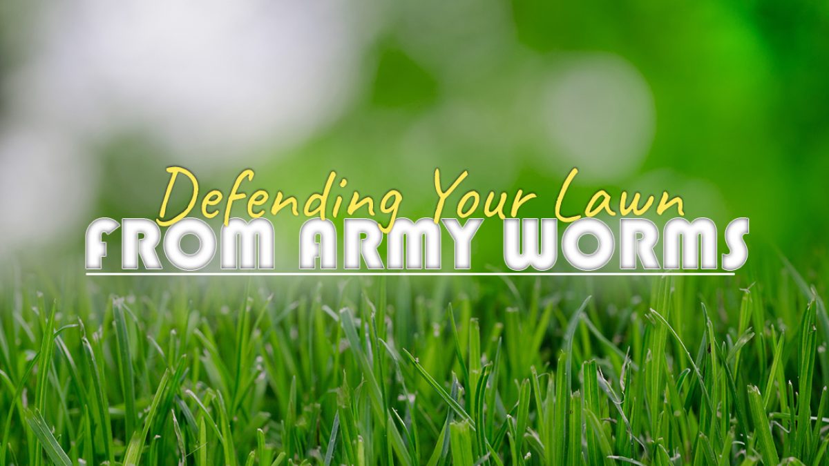 Defending your lawn from army worms - Buffalo