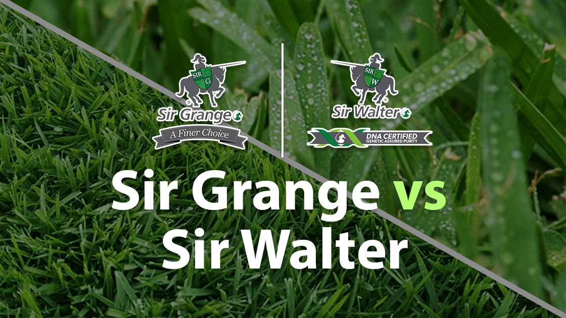 Sir Grange vs Sir Walter