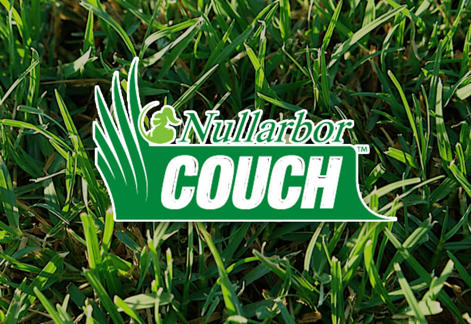 Nullarbor Couch Turf Affordable All Rounder Lawn