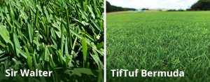 Comparing Sir Walter to other turf varieties - Learn More Inside