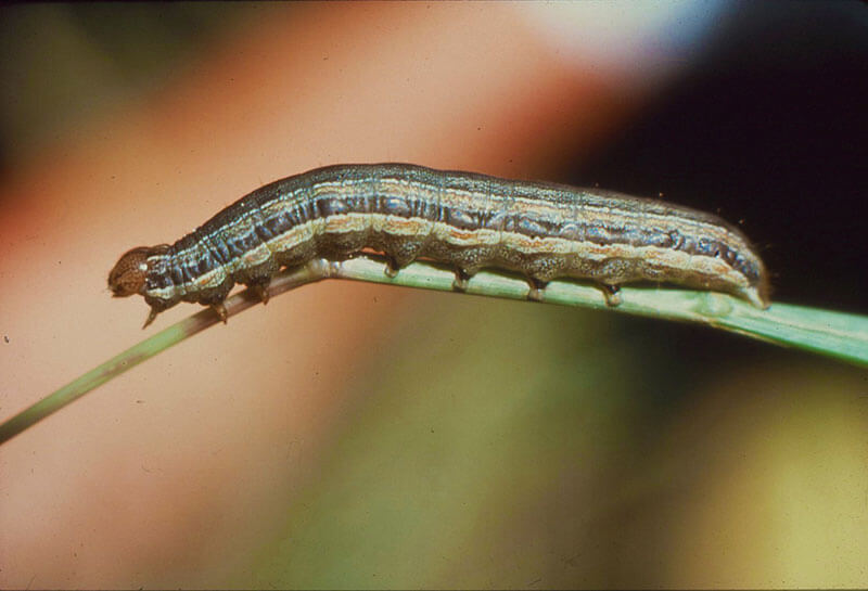 Lawn Armyworm