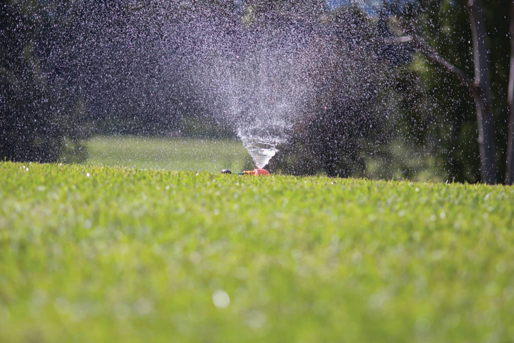 Watering and rain forecasts