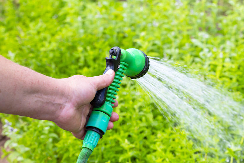 The right time to water your grass