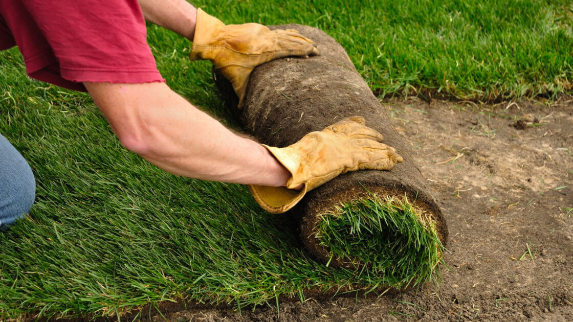 When is the best time to plant turf?