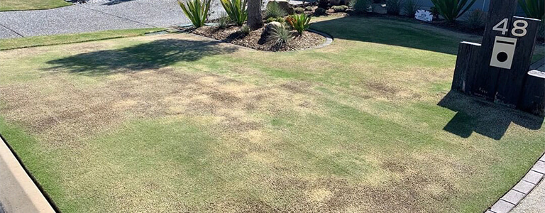 Overfeeding your lawn with fertiliser