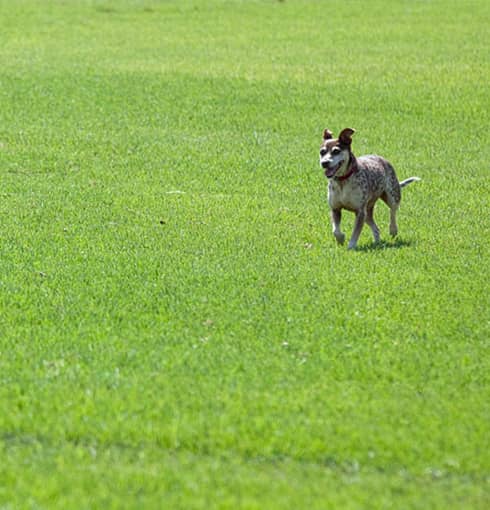 a dog running on lawn