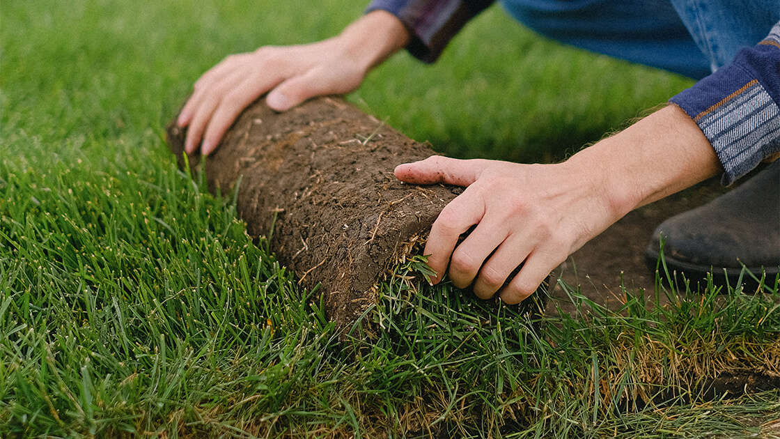 How to restore the quality of your soil