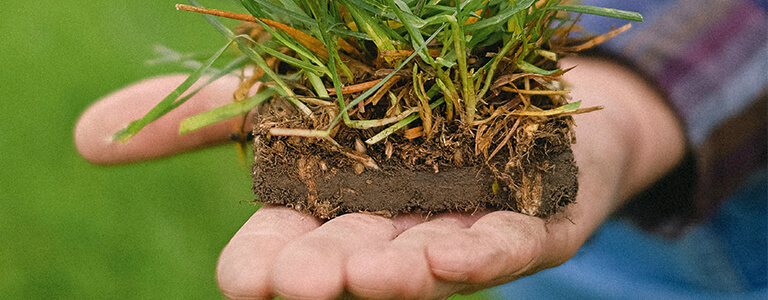 Check the pH levels of your soil