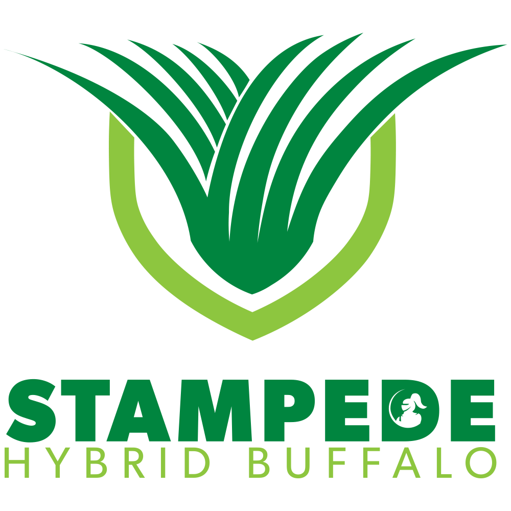 StampedeHybridBuffalo-square