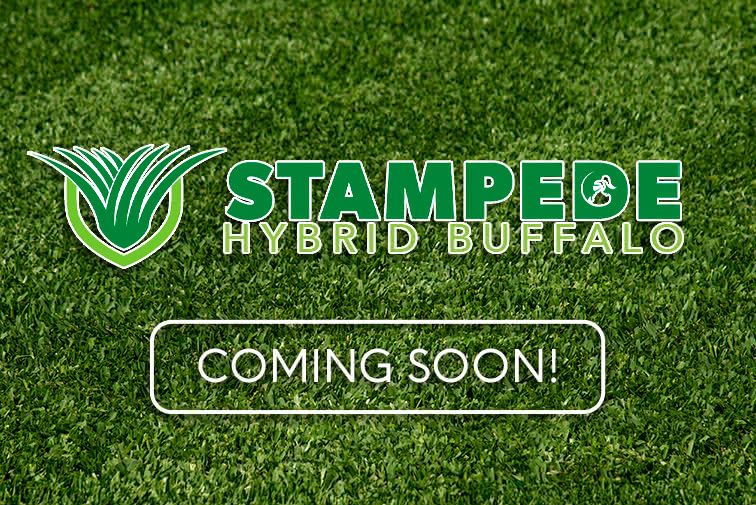 StampedeHybridBuffaloGrass-banner-color-crop
