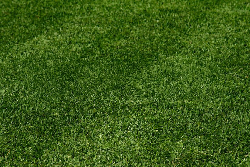 Stampede Hybrid Buffalo Grass