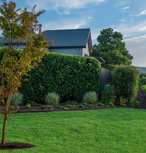 Zoysia Australis Turf