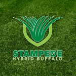 Stampede Hybrid Buffalo Grass