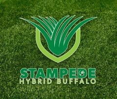 Stampede Hybrid Buffalo Grass