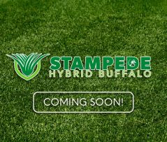 Stampede Hybrid Buffalo Grass Stampede Hybrid Buffalo Grass