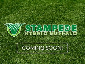 Stampede Hybrid Buffalo Grass