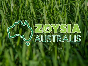 Zoysia Australis Turf
