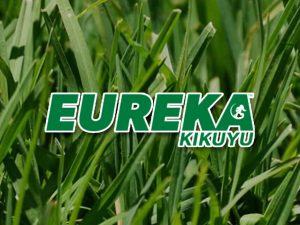 Eureka Kikuyu Turf