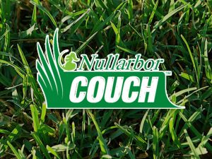 Nullarbor Couch Turf